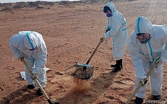 На трех участках побережья Анапы зафиксировали небольшие выбросы мазута — Новости