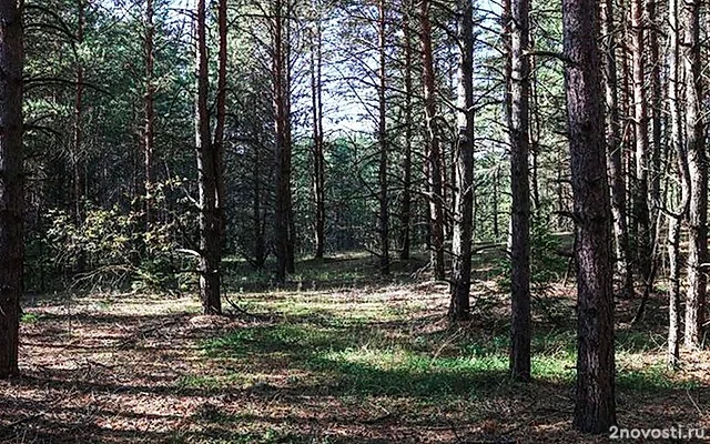 В Подмосковье рабочий нашел гранатомет ВСУ, когда пошел в лес справить нужду — Новости