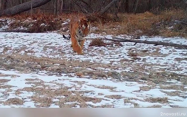 В приморском селе Ракитное в гости к рыбакам неожиданно пришел тигр — Новости