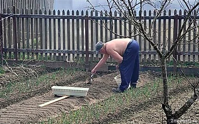 Агроном Воробьев: сетка поможет спасти урожай на даче от птиц — Новости