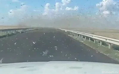 В Дагестане полчище саранчи окружило водителя на федеральной трассе у Кизляра — Новости