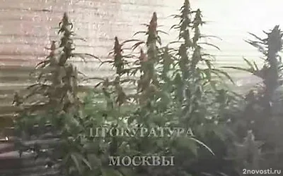 В Москве арестован мужчина, вырастивший плантацию конопли в квартире — Новости