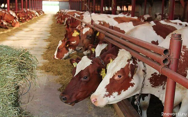 Кировская область вошла в десятку лидеров по производству молока в РФ &mdash; Новости