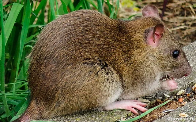 Крысы устроили массовые застолья в машинах иркутян &mdash; Новости