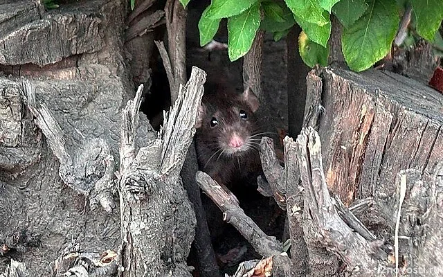 Крысы устроили массовые застолья в машинах иркутян &mdash; Новости