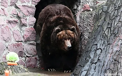 Гималайский и бурый медведи ненадолго проснулись в Московском зоопарке — Новости