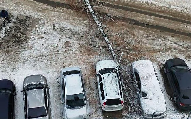 В Челябинске коммунальщики пытались снести дерево, но повалили его на машины — Новости