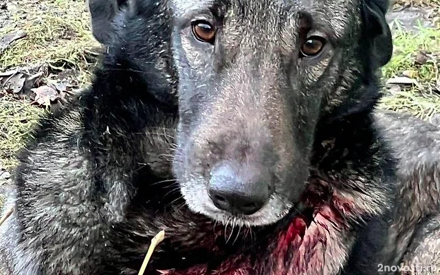 В Колпино задержали мужчину, который избил собаку своей сожительницы — Новости