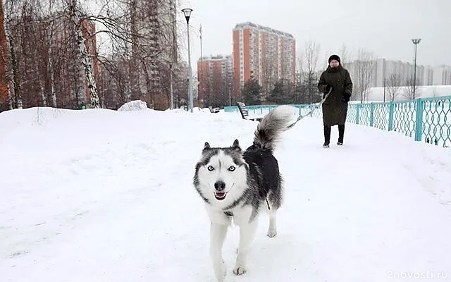 Снег ожидается в Москве на следующей неделе — Новости