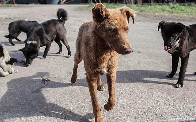 В Краснодаре бродячие собаки покусали школьника — Новости