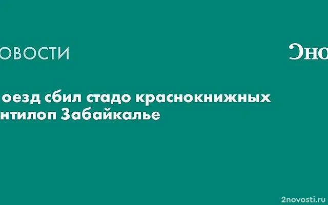 Поезд сбил стадо краснокнижных антилоп-дзеренов в Забайкалье — Новости