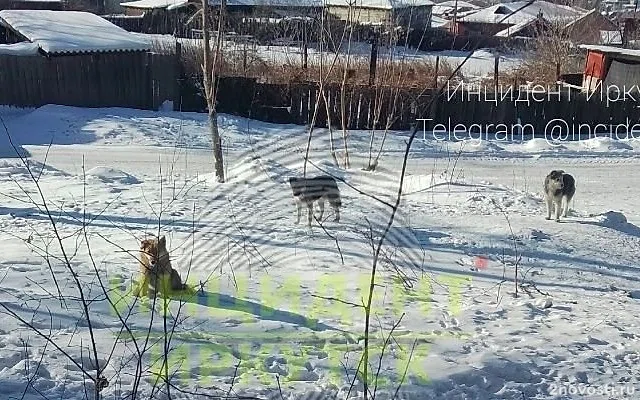 В Иркутске возбуждено дело после нападения бездомных собак на женщину — Новости