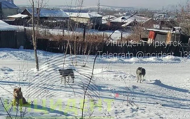 В Иркутске возбуждено дело после нападения бездомных собак на женщину — Новости