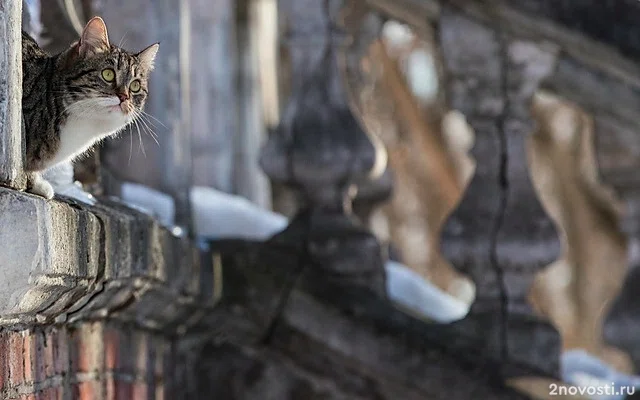 В Москве пьяный мужчина убил пенсионера за то, что тот кормил бездомных кошек — Новости