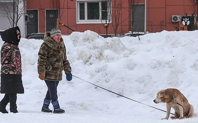 Владельцам животных в Московской области придется регистрировать своих питомцев — Новости