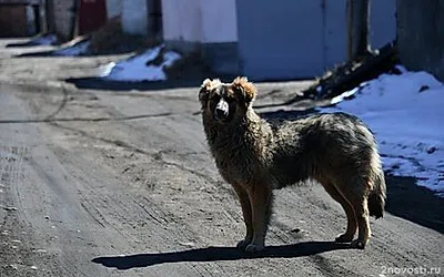 В Госдуме призвали очистить улицы российских городов от агрессивных животных — Новости