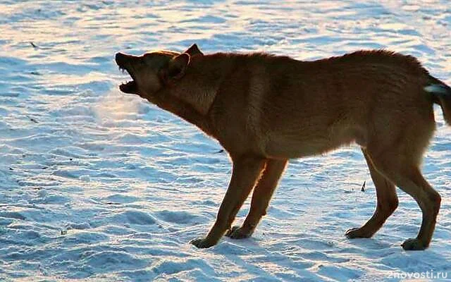 В Госдуме призвали очистить улицы российских городов от агрессивных животных — Новости