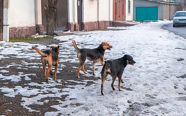 Стали известны подробности о хозяине собак, изуродовавших ребенка в Сочи — Новости