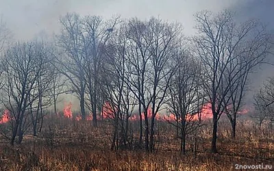 Природные пожары охватили тысячи гектаров в Приморье — Новости