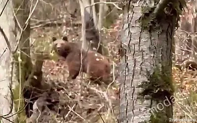 В микрорайоне Сочи Якорная Щель на тропу к туристам вышли медведи — Новости