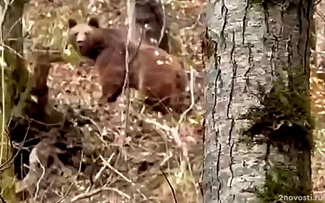 В микрорайоне Сочи Якорная Щель на тропу к туристам вышли медведи — Новости