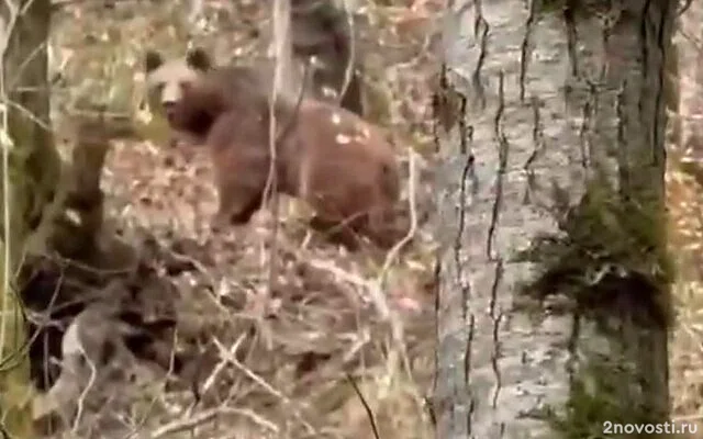 В микрорайоне Сочи Якорная Щель на тропу к туристам вышли медведи — Новости