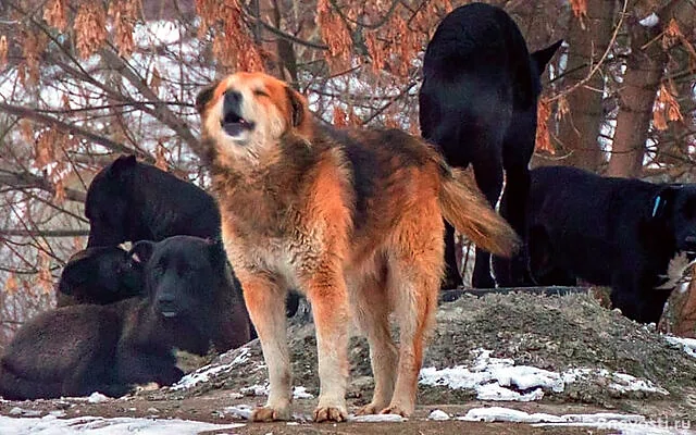 В больнице скончалась женщина, на которую напали собаки в Красновишерске — Новости