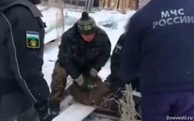 В Башкирии спасатели выловили кабанчика, бегавшего по Салавату — Новости