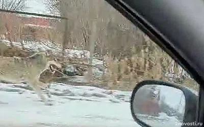 Бегающий по улицам волк встревожил жителей деревни под Челябинском — Новости