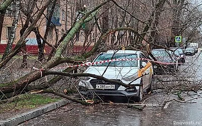 Москвичей призвали не оставлять автомобили рядом с деревьями в шторм — Новости