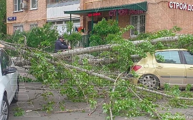 Москвичей призвали не оставлять автомобили рядом с деревьями в шторм — Новости