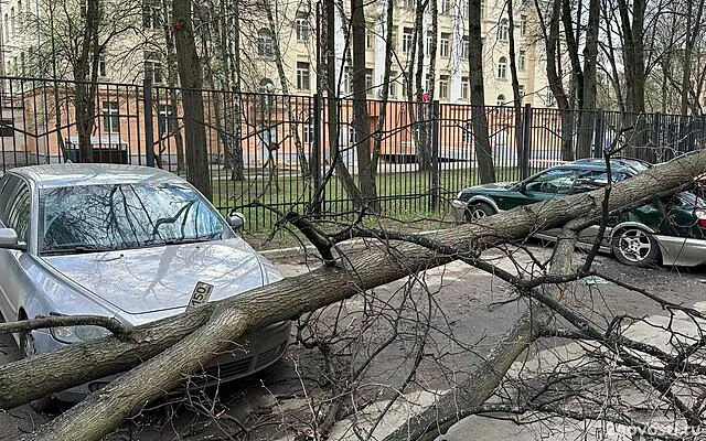 Москвичей призвали не оставлять автомобили рядом с деревьями в шторм — Новости