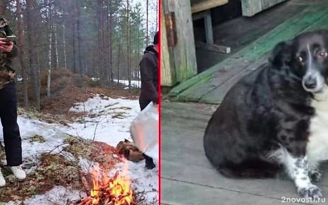 В Новгородской области пенсионерка два дня провела в лесу, питаясь снегом — Новости