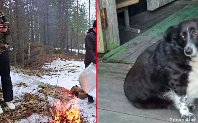 В Новгородской области пенсионерка два дня провела в лесу, питаясь снегом — Новости