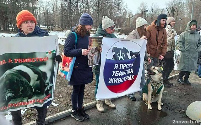 Казанцы вышли на массовый пикет против принятия закона об усыплении собак — Новости